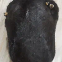 هیزه جا روغن