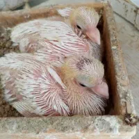 کبوتر کفتر|پرنده|شیراز, شهرک گلستان|دیوار