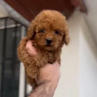 توی مینی پودل فرفری