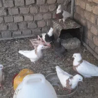 کبوتر طوقی