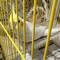 طوطی عروس هلندی