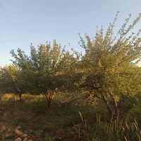 فروش-باغ-سیب-سپیدان