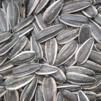 تخمه اس 400 بار امسالی تازه