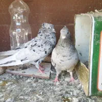 کفترجفتگاه بشرط تخم وجوجه
