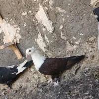 کربلایی کاکلی