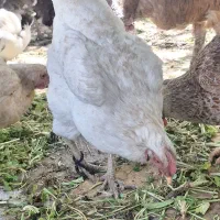 مرغ و بوقلمون و مرغابی محلی