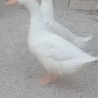 اردک