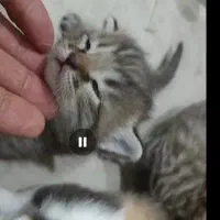 واگذاری رایگان بچه گربه
