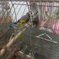 دوعدد سهره معاوضه با قناری