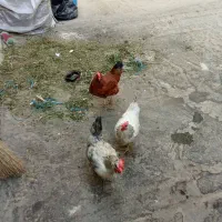 مرغ تخم گذار