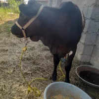 لیشه آس