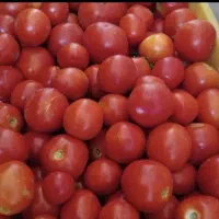گوجه اورگانیگ