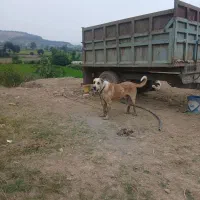 سگ نر