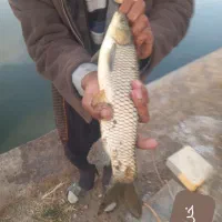 ماهی کپور عکسوببین