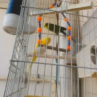 جفت مرغ عشق