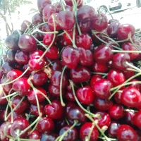 گیلاس درشت تک دانه