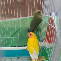 دو عدد طوطی کوتوله برزیلی