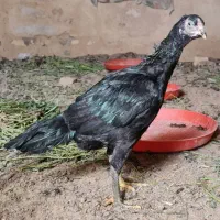 مرغ لاری ۵ ماهه