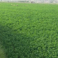 فروش یونجه خورد شده  در برآفتاب میلاس