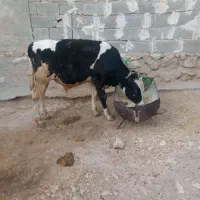 حیوانات