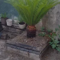 گل سیکاس