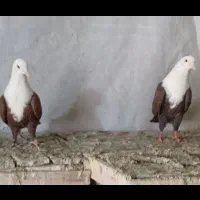 سینه و دمبی چشم نوک سفید سرور