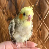 دو تا جوجه عروس هلندی یکماهه