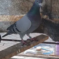 کبوتر پلاکی شکار