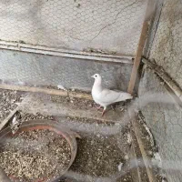 جوجه کفتر