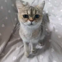 گربه