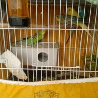 مرغ عشق|پرنده|سربیشه, |دیوار