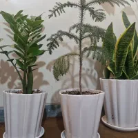 گل کاری.باغچه کاری