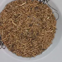 فروش جو بذری ۱۰تن