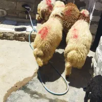 4راس بره نر چاق