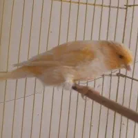 قناری نر پرتقالی