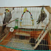 پرنده عروس هلندی