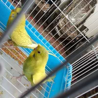 مرغ عشق و کوتوله