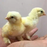 یک جفت جوجه برهما
