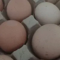 تخم مرغ و بوقلمون نطفه دار