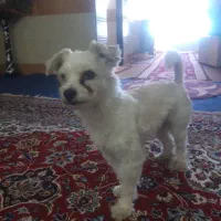 سگ گمشده