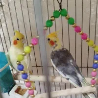 عروس هلندی نروماده سالم وسرحال بدون قفس
