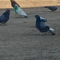 کفتر