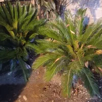 گل سیکاس