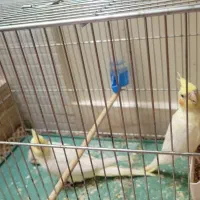 عروس هلندی