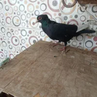 دوکت
