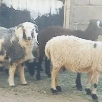 ۲عدد بره نره و ۳ عدد کاور اوست بازدید ریگان