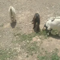 بز بزغاله پاکستانی نژاد دوقلو زا
