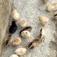 جوجه