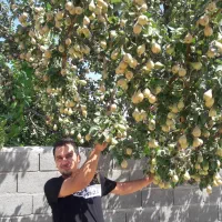 نهالستان پالیز فروش ویژه نهال های تضمینی