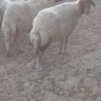 گوسفند میش درجه یک